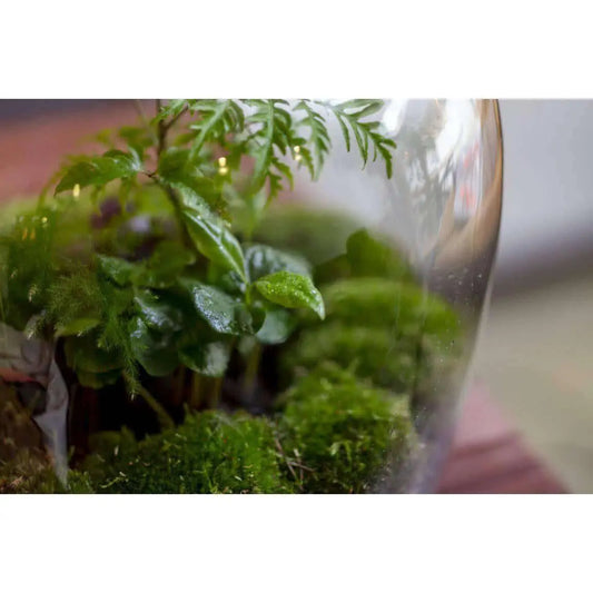 Navul Pakket Hebe/Ecocork/Ecolight