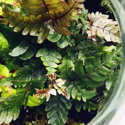 Bolder Botanical