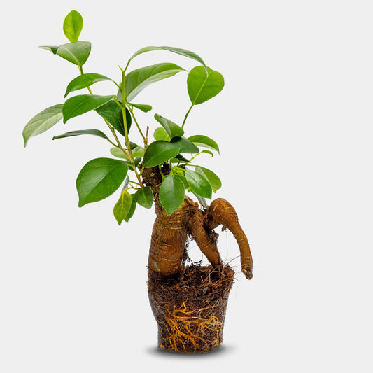 Ficus Ginseng Bonsai