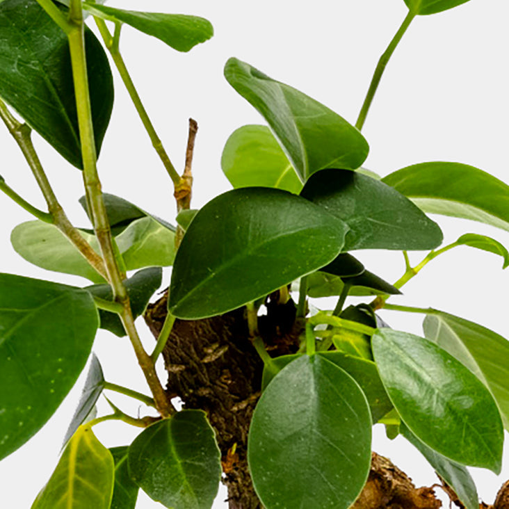 Ficus Ginseng Bonsai