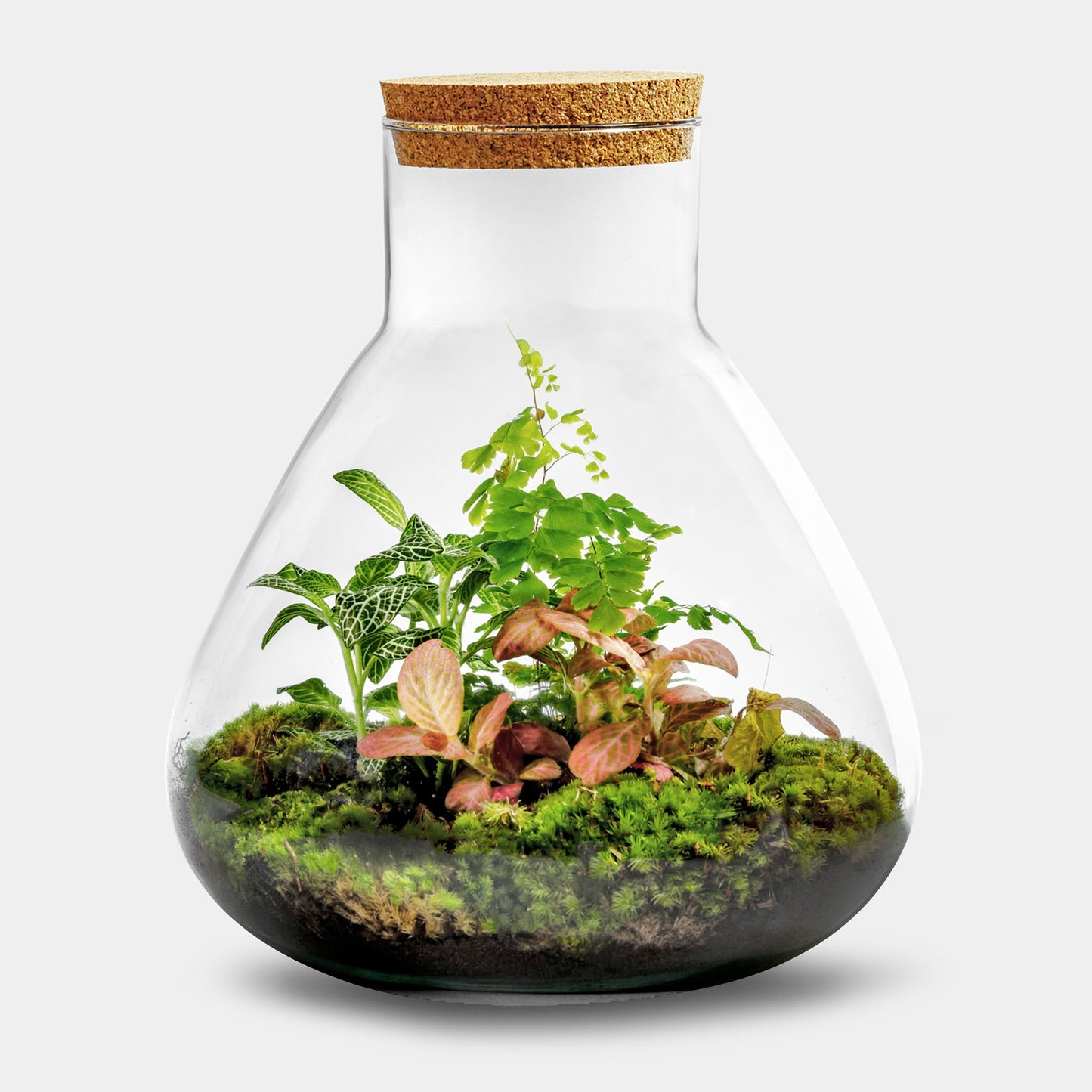 Erlenmeyer M Botanical
