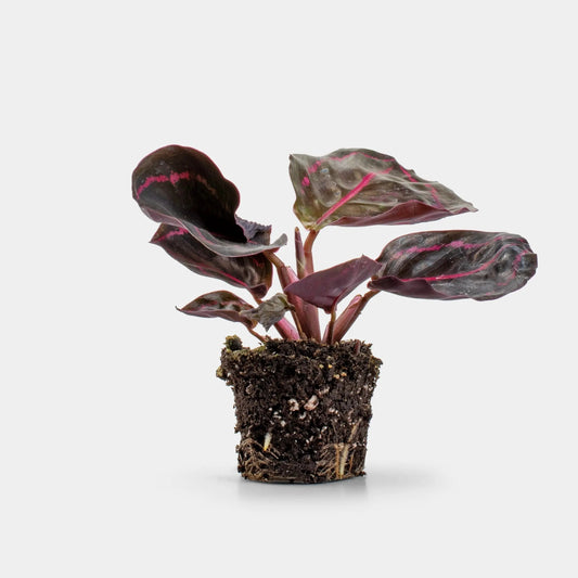 Calathea Makoyana