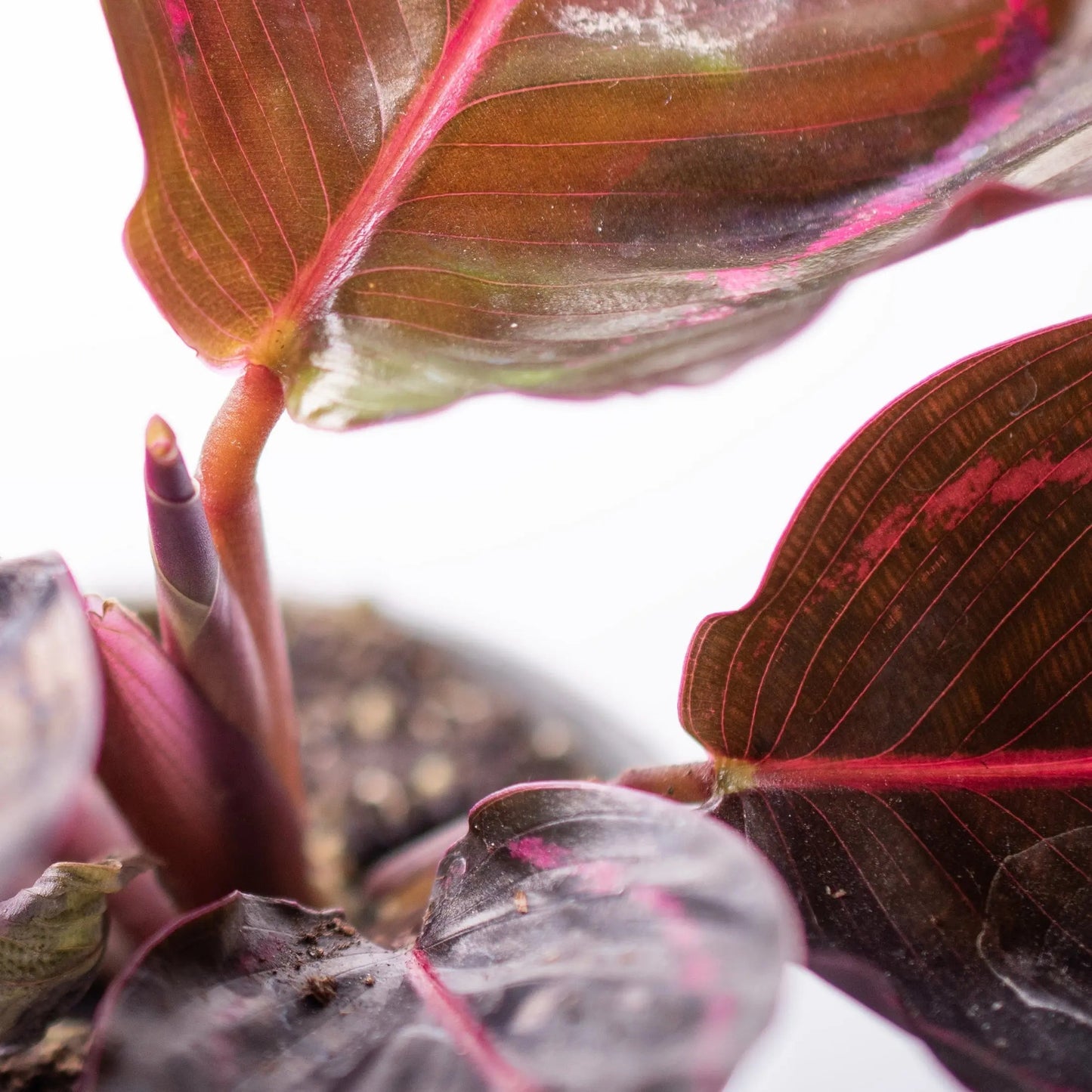 Calathea Makoyana