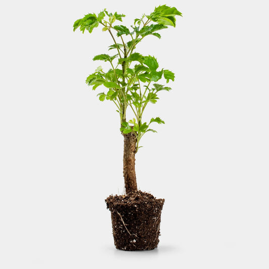 Polyscias Balfouriana Butterfly