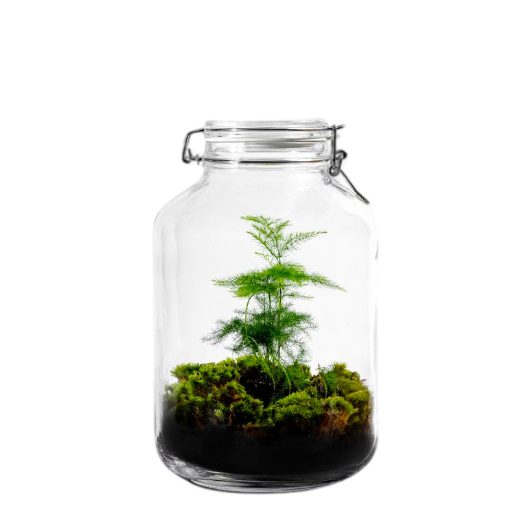 Gaia Asparagus