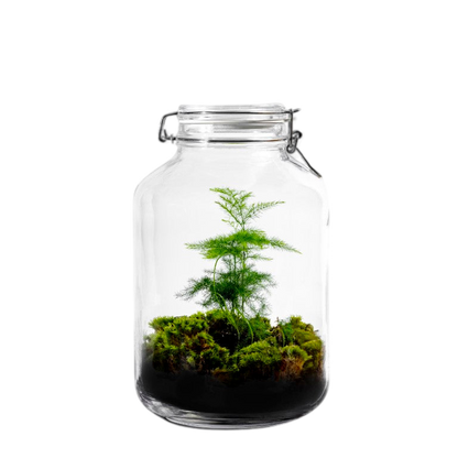 Gaia Asparagus